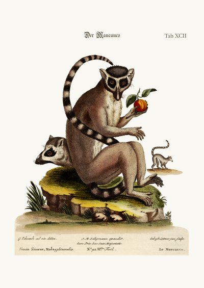 Il Maucauco, 1749-73 da George Edwards
